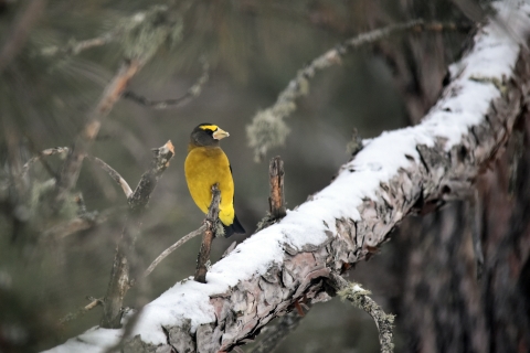 Evening grosbeak perched on a snowy branch