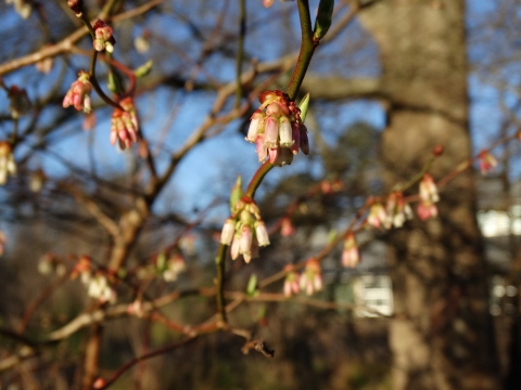 White and pink bell-shaped flowers hand from brown branches