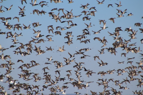 Mixed Flock of Waterfowl