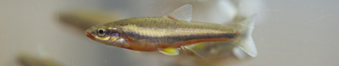 A small fish floats in water surrounded by other small fish. They have green, yellow, grey, and red scales in lateral stripes. 