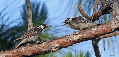 Two red cockaded woodpeckers face each other on a tree limb with pine needles and blue sky visible in the background