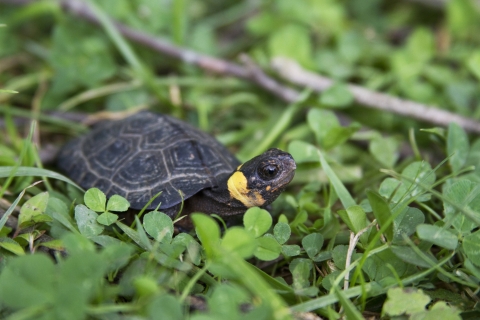 Small turtle stands among short grass and clovers.