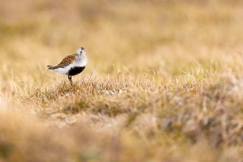 Bird with black belly and rufous wings stands on the grassy tundra looking at the camera