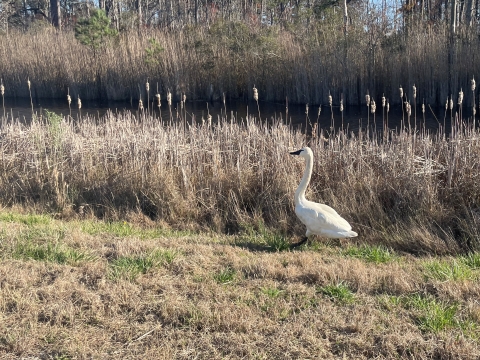 A swan walks on mowed grass in front of a marsh