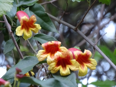 Yellow & red flowers on a brown woody vine