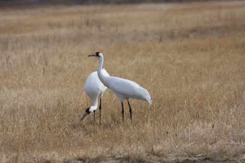 Two whooping cranes in a field