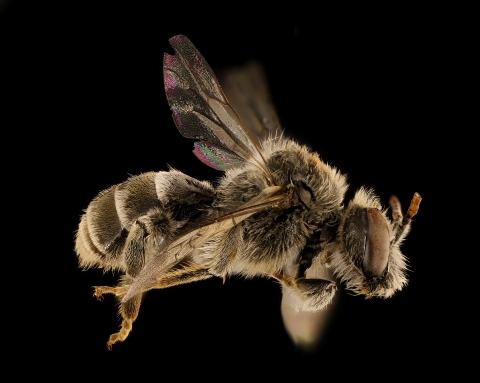 close up side view of a bee with black background