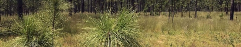 Young longleaf pine at The Jones Center, also known as Ichauway.