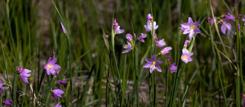 A group of purple flowers growing clustered together in a field.