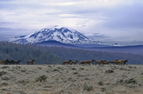 A herd of horse runs across a dry shrub landscape with a forest and mountain in the background