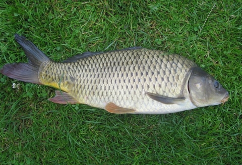 A brown fish with a thick head and small fins lying on grass