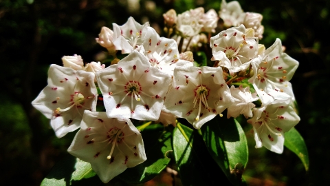 Mountain Laurel