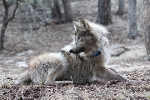 A Mexican wolf lays on the ground look 