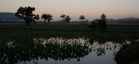 a wetlands pond just before sunrise. There are palm trees and a mountain silhouetted in the background. The sky is a muted purple fading into orange. 