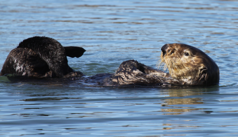 By rubbing their flippers and forepaws simultaneously, sea otters increase the efficiency of a grooming session.