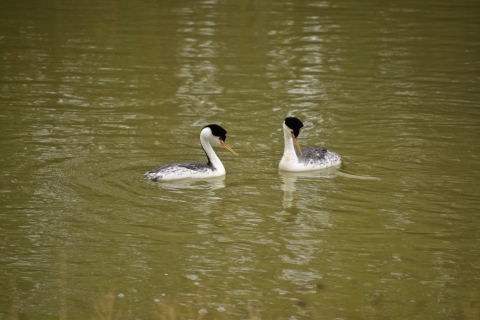 Two western grebes in the water