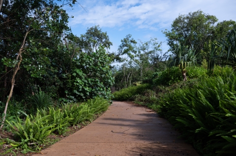 A paved trail is surrounded by a variety of green plants and trees on either side. It is partially cloudy with blue skys. 