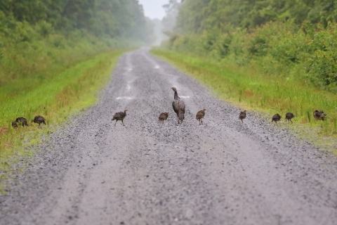 Flock of wild turkeys, 9 young and the mother, walking in a line from one green road shoulder across a brown road to the other green road shoulder.