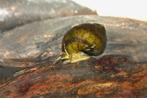 Oblong Rocksnail