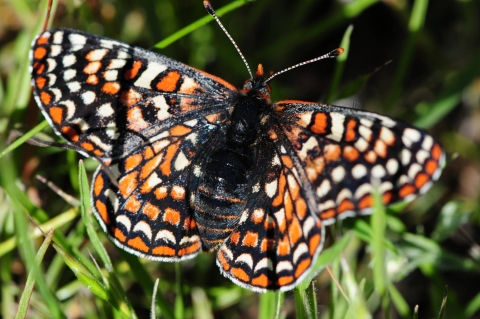 butterfly with forewings with black bands along all the veins on the upper surface, contrasting sharply with bright red, yellow and white spots. 