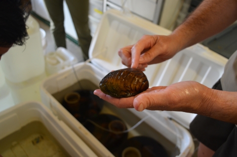 A biologist holds a sheepnose mussel, pointing out its features