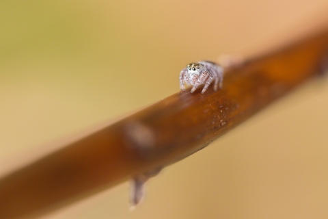 A light tan nearly white spider crawls down a branch. The image is close up highlighting the spiders large, round eyes. 