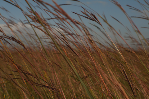 Closer view of prairie grass