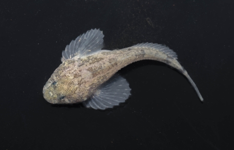 A grotto sculpin underwater