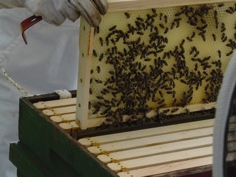 Honeycomb tray lifted by white gloved hands. Honey Bees cover tray.