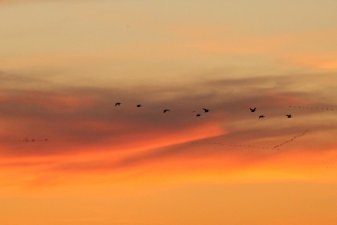 Birds migrating at sunset