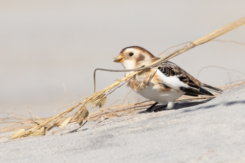 Small white brown and black bunting holding tan stalk of sea oats while standing ion sand .