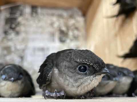 chimney swift at the top of the box with others below it