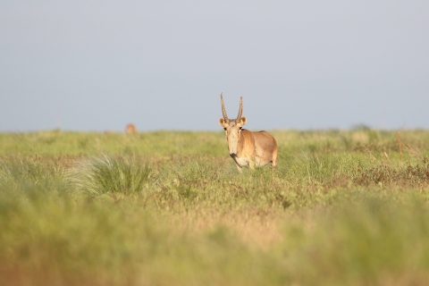 An adult male saiga antelope standing in a grassy area.