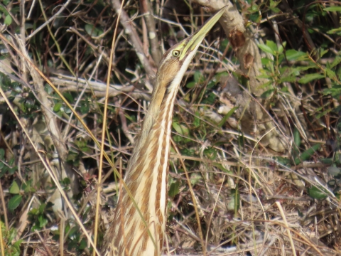 Brown, white striped stretched-neck American Bittern with long sharp bill looking straight up in a frozen stance has great camouflage coloring next to thick brush and bushes