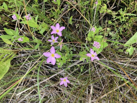 Pink, five-petaled flowers with yellow centers rise above green leaves