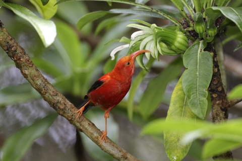 'I'iwi at Hakalau National Wildlife Refuge