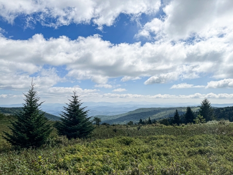 Landscape view of rolling mountains with scattered conifers and a partly cloudy sky