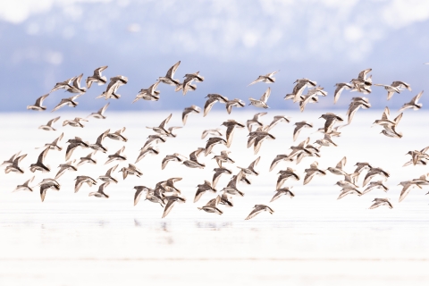 A flock of shorebirds in flight over the ocean