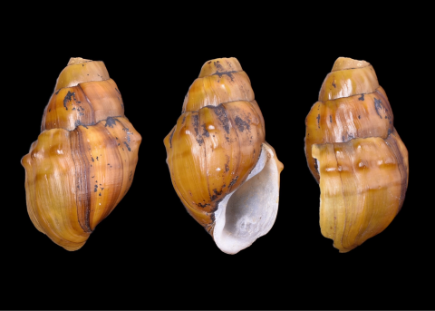 Big Black rocksnail shells over black background 