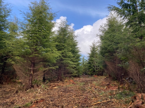 A NW Forest after thinning is conducted which shows more space around each tree so they can grow large and tall. 