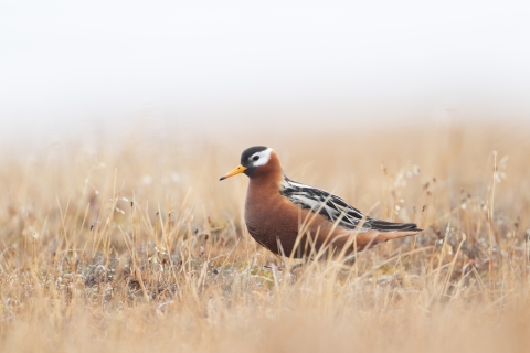 Red Phalarope on the tundra