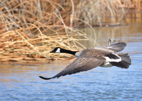 A large bird with a black head and a small white patch near its eye, brown body, white rump and dark grey tailfeathers flies low over a body of water. The water is bluish, with brownish-tan plants visible out of focus in the background