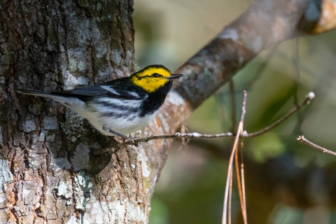 Golden-cheeked warbler