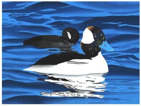 Painting of a two bufflehead ducks swimming in bright blue water. In the foreground a charcoal and black female bufflehead has her beak in the water. In the foreground a male bufflehead with a white and black body and a gold, green, purple, and blue iridescent head.