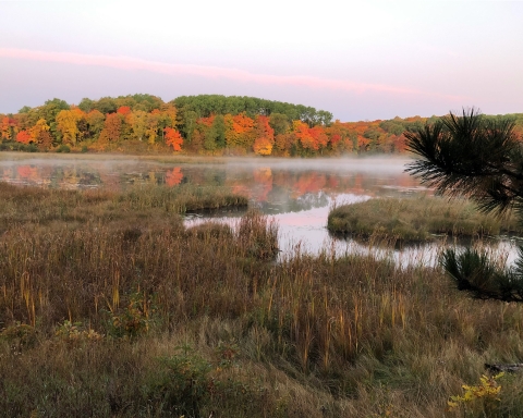 Early morning wetland in fall with fog on water framed by autumn foliage in the distance