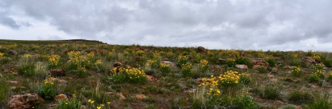 A hillside covered in plants with yellow flowers.