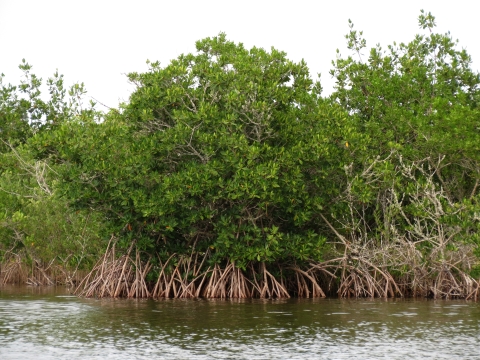 A mangrove bush along the coast.