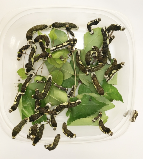 Mature larvae of Schaus’ swallowtail at a lab.