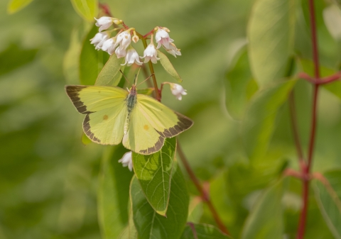 Yellow butterfly on a white flower.