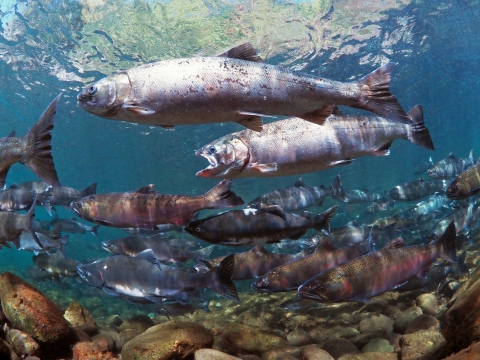 An underwater scene of many fish, silver and pink in color, swimming in clear, blue water.